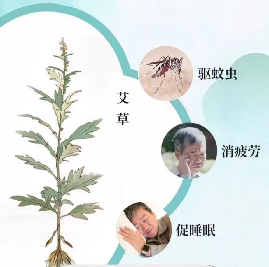 50+老人的睡眠守护使：穗宝无胶椰棕床垫